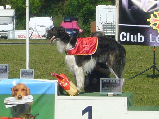 de Prjevalski - Championnat de france de racing à Toulouse