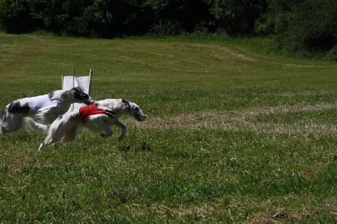 de Prjevalski - championnat d'europe de coursing 2016 en slovaquie