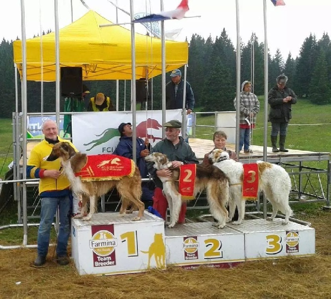 de Prjevalski - Championnat d'Europe de Coursing en italie