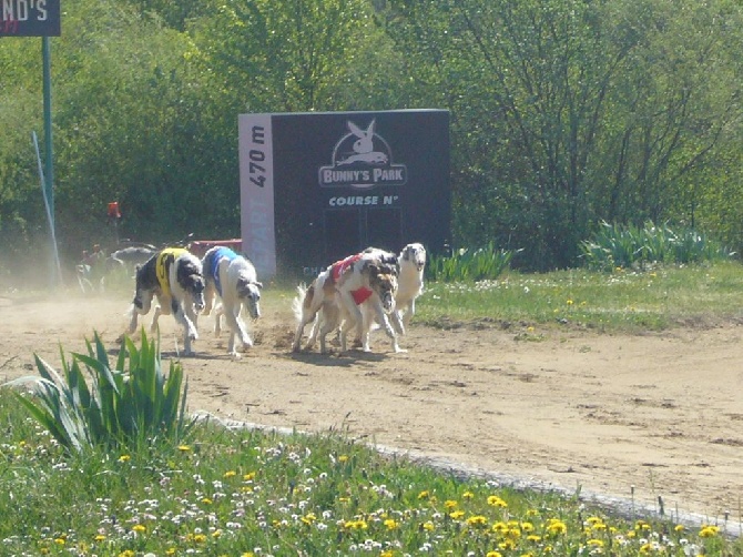 de Prjevalski - L'enc de chatillon la palud le 13/04