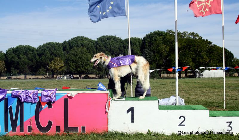 de Prjevalski - championnat de france de racing à toulouse