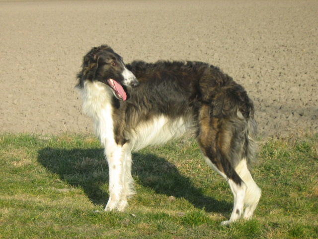 CH. Gordy von ochotnikov