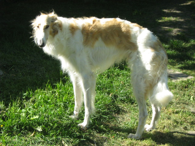 Dassaiev de Prjevalski