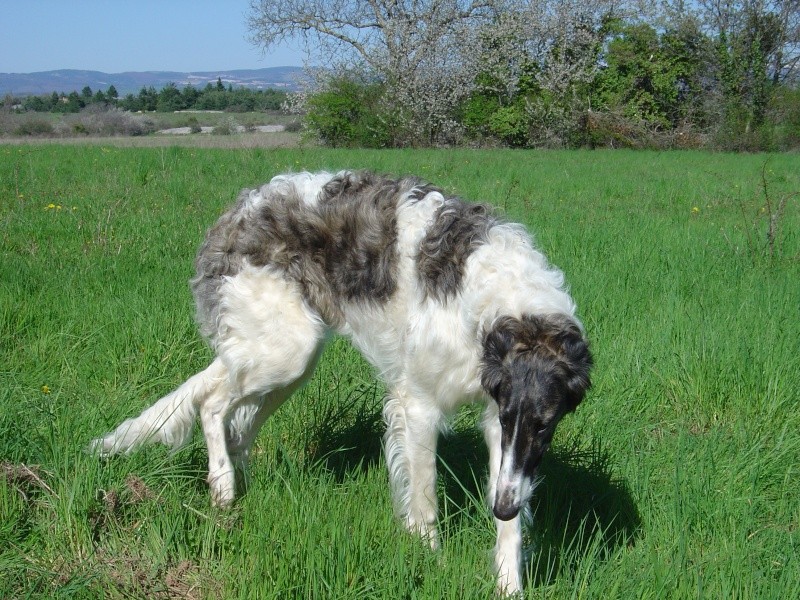 Dordje de Prjevalski