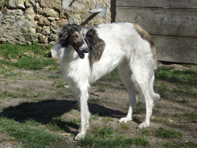 CH. Elvira de Prjevalski