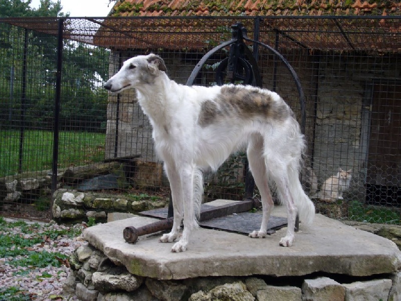 CH. Hiness de Prjevalski