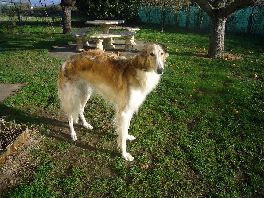Paloma de Prjevalski