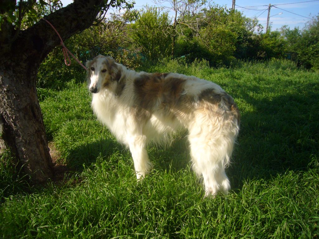 CH. Slovak de Prjevalski