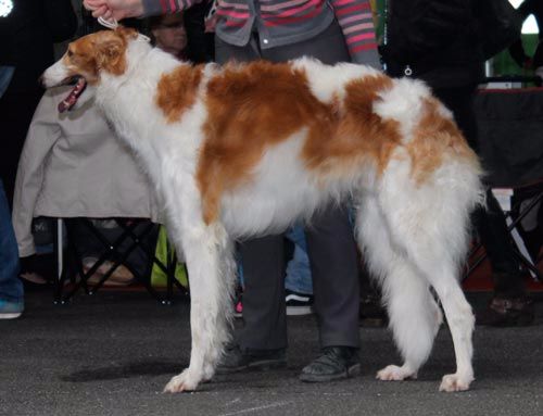 de Prjevalski - Championnat de france de beaute à NANTES
